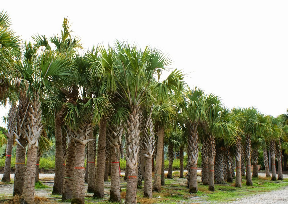 Home And Garden Sabal Palm