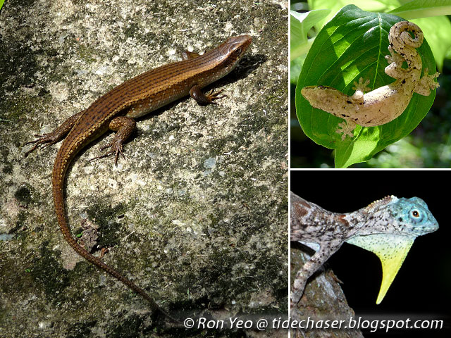 tHE tiDE cHAsER: Reptiles (Phylum Chordata: Class Reptilia) of Singapore