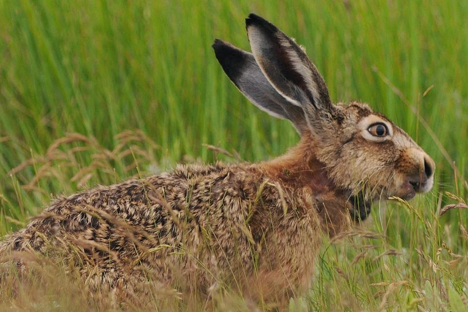 Jagdrecht – Wogegen protestieren die Kleintierjäger im Saarland?