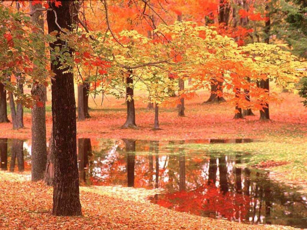 Les plus belles photos d'automne