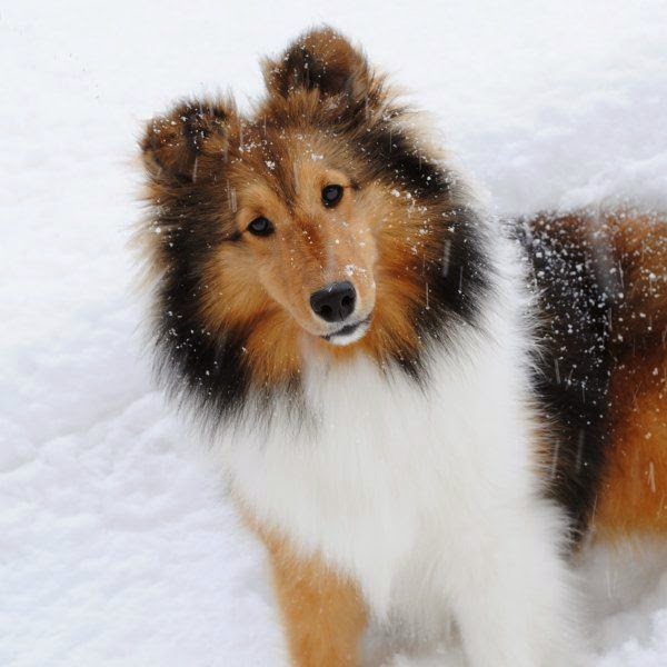 top 5 smartest dogs puppy and top 5 smartest breeds top 5 smartest dogs puppy and top 5 smartest breeds