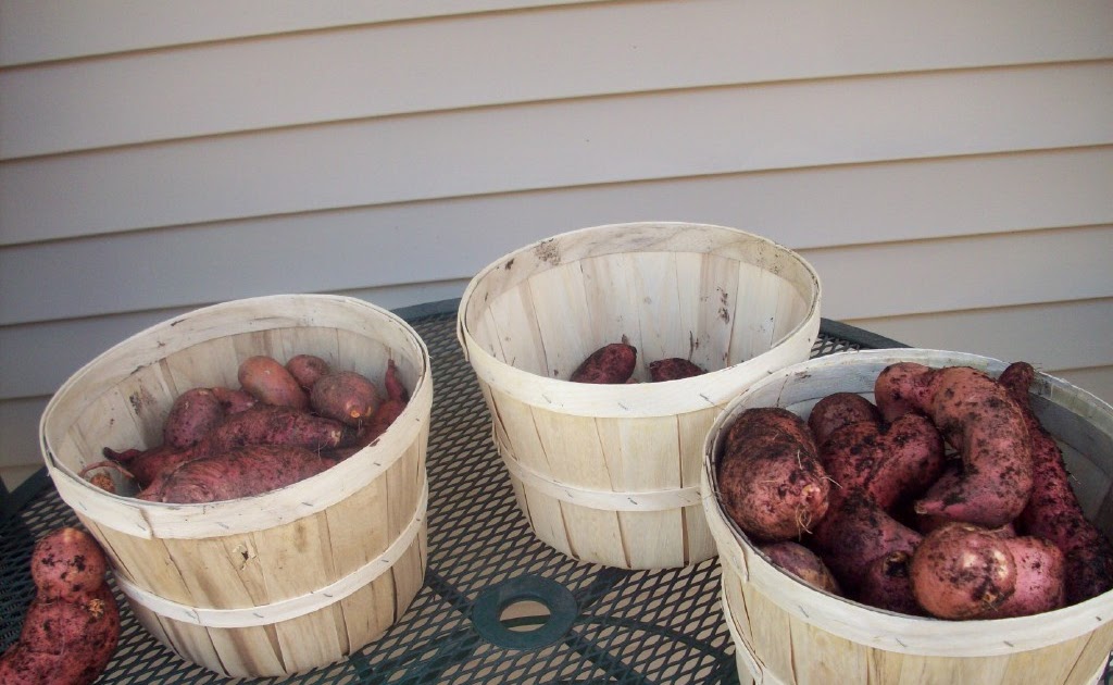 Grow Appalachia Sweet Potatoes Gary