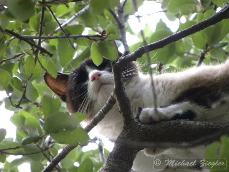 MY PHOTOGRAPHIC MEMORIES Cat Stuck in the Tree