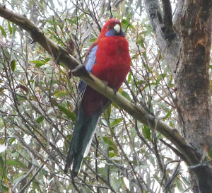 Native Birds in the wild