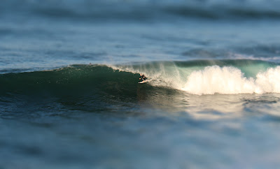 Surfing Winki Fairy Bower