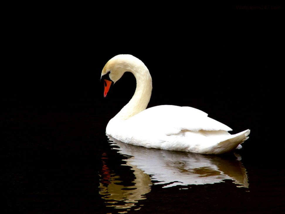 White Swan Bird White Swan Bird