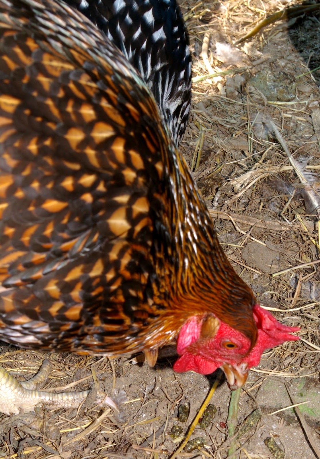 Product Review My Pet Chicken Chunky Chicken Crumbles Community Chickens