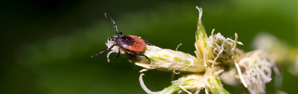 teek habitat teek habitat