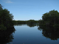 Entering the Red Mangrove Swamp at Mangle Point, Fernandina, Galapagos