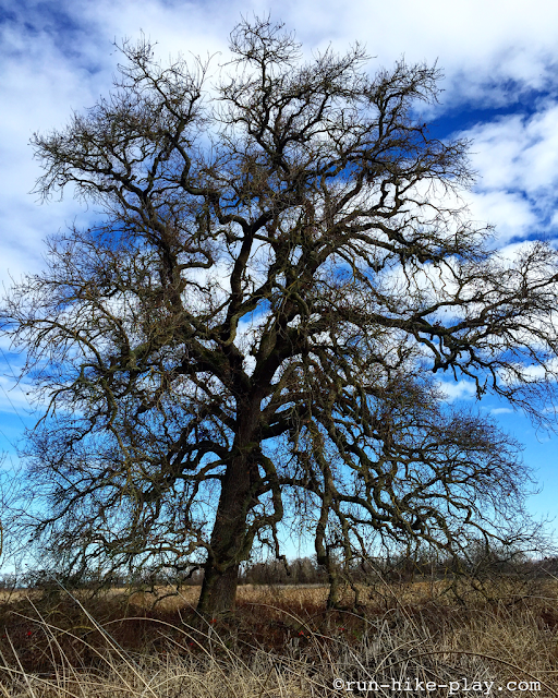 Cosumnes River Preserve Valley Oak Tree