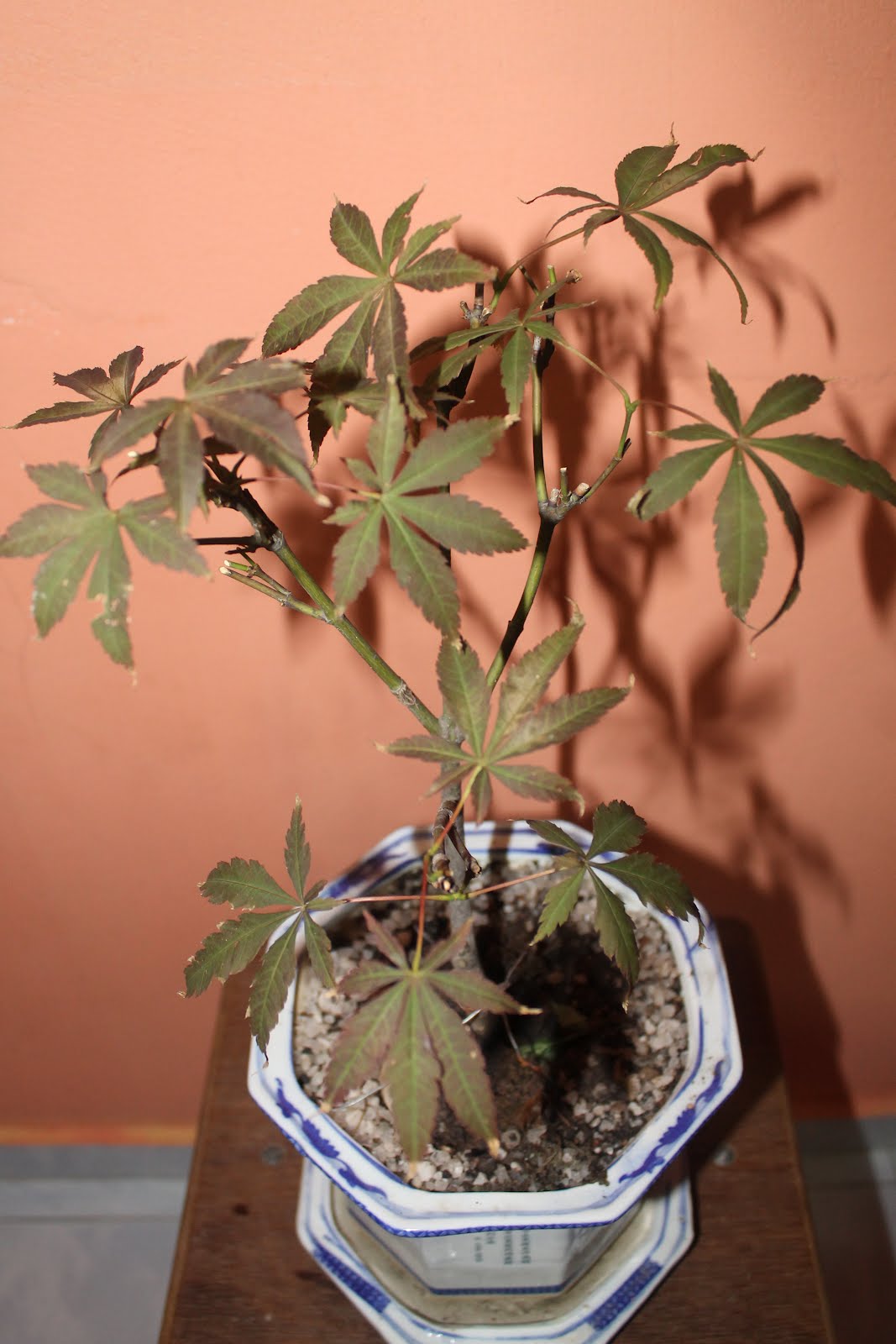 Yanashimi Bonsai Japanese Maple (Bloodgood)