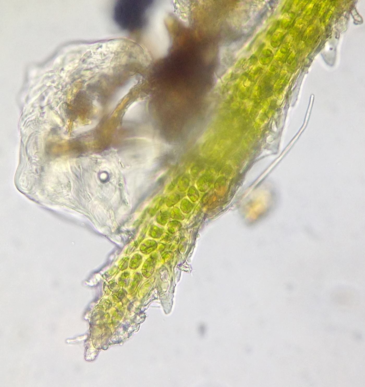 south wales bryophytes may