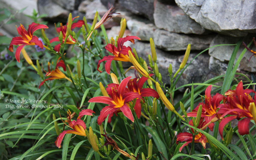 Dig, Grow, Compost, Blog: 6/1/13 - 7/1/13