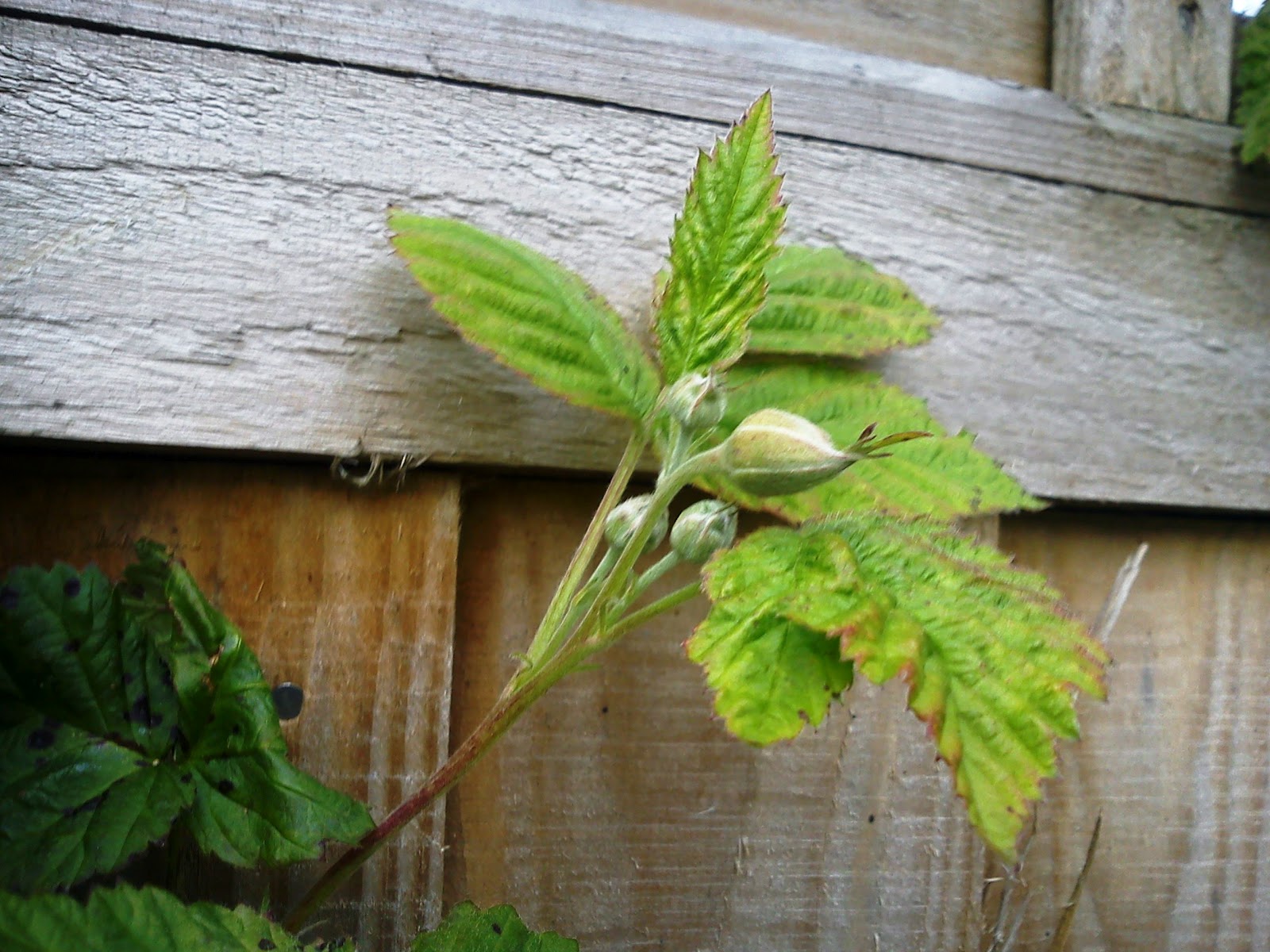 RASPBERRIES AND LOGANBERRIES GARDENER'S WORD
