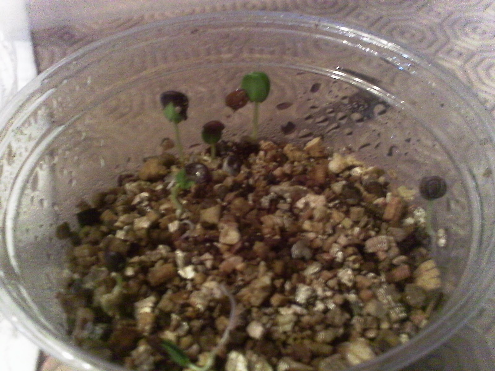 Sam Pedro's Germinating mimosa hostilis seeds