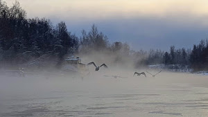 Jämsänjoki