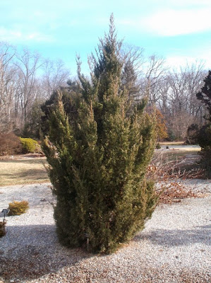 Future Plants By Randy Stewart Junipers For All Landscapes