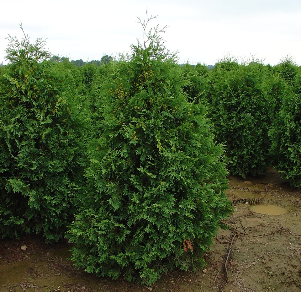 Arborvitae Trees Arbor Tool Galleries