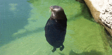 Amazing Creatures: Funny animal gifs - part 101 (10 gifs)