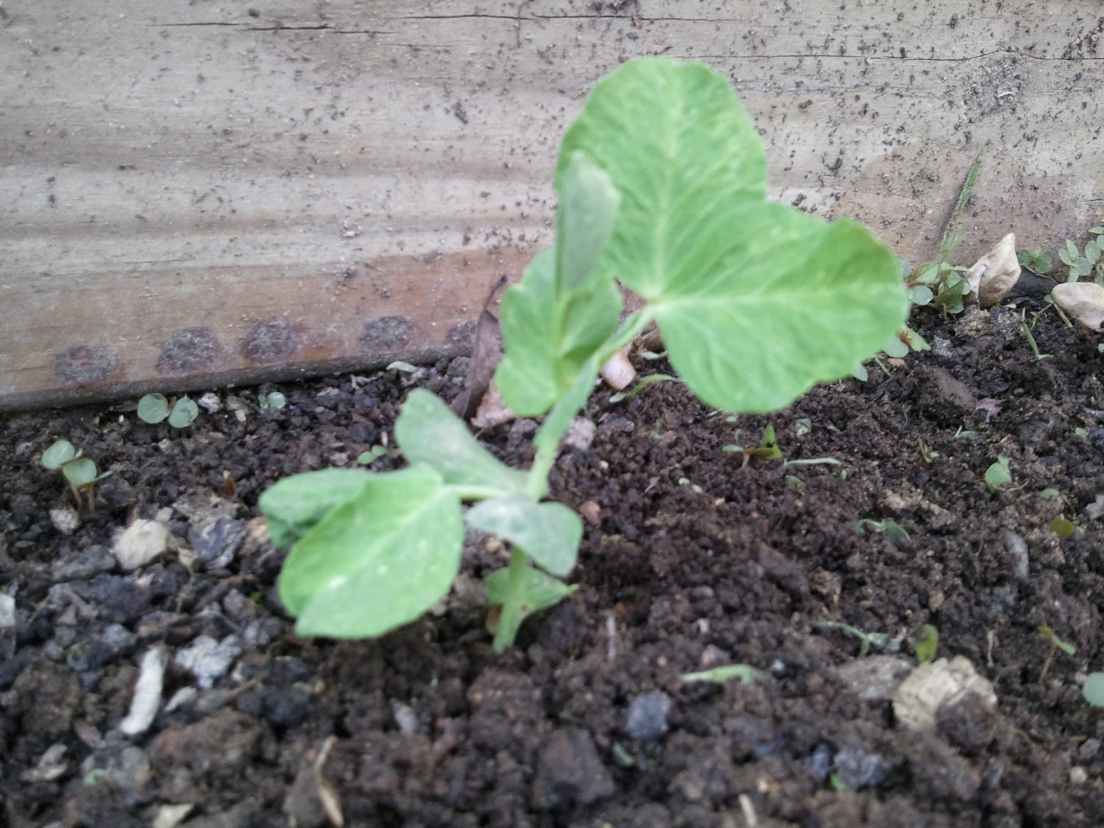 Sanctuary Farm Lest a Seed Die