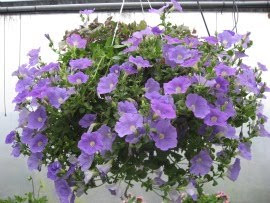 Hanging Basket