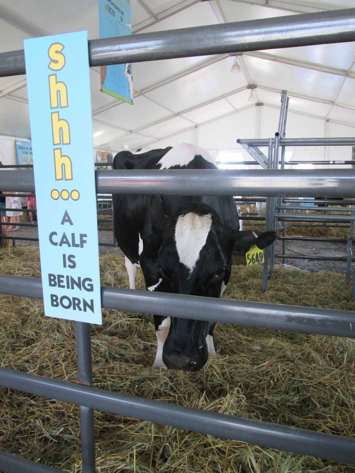Empire State Farming See a Live Calf Birth at the New Dairy Birthing