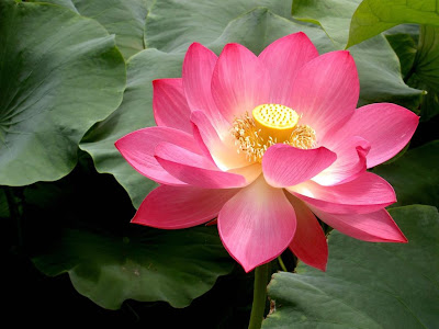 Pink Lotus Flower Picture Pink Lotus Flower Picture