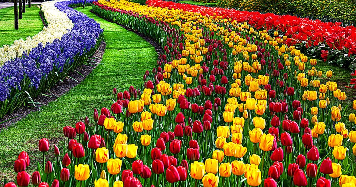 Tulip Flower Desktop Wallpapers Free Download Tulip HD Tulip Flower Desktop Wallpapers Free Download Tulip HD