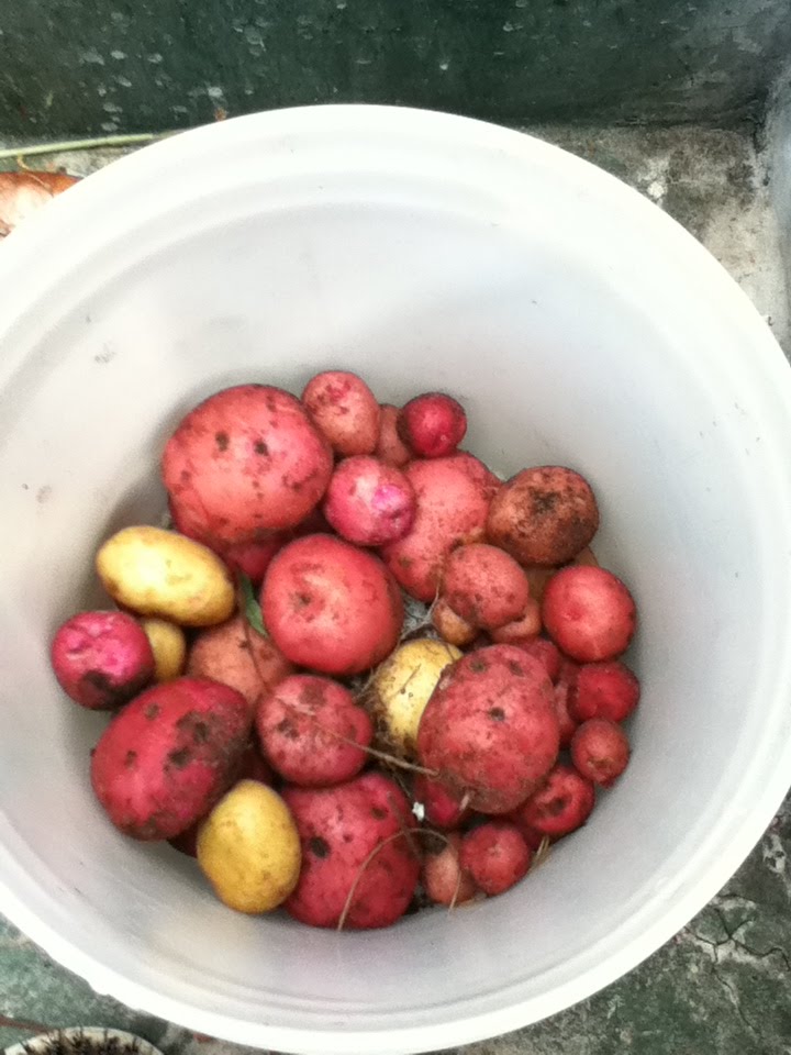Gardening in Central Florida Potatoes