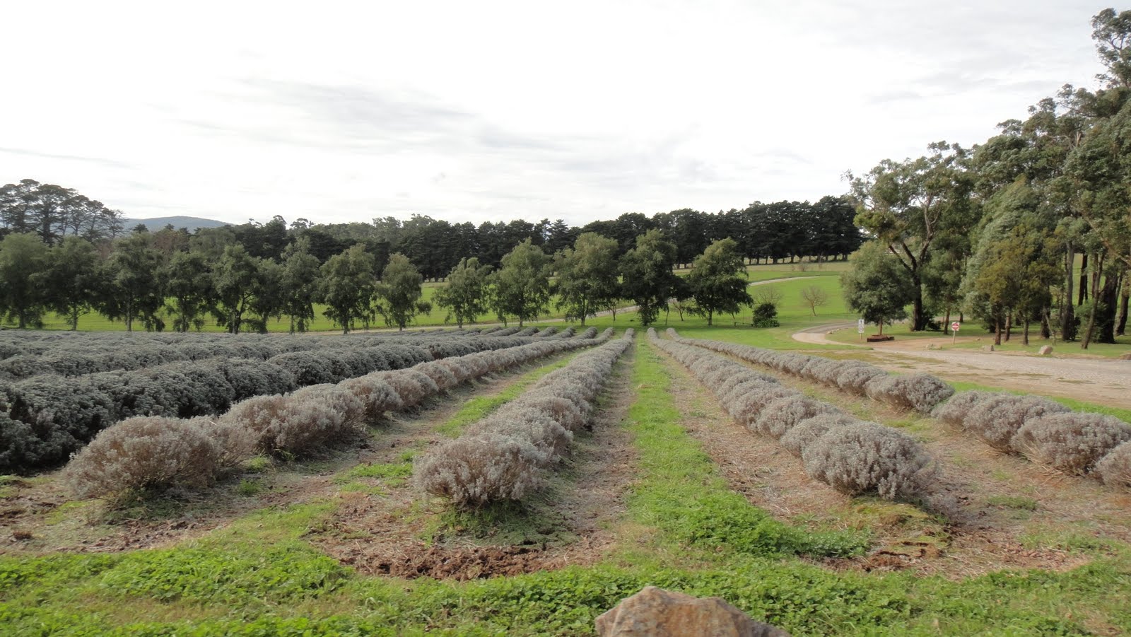 Melbourne Warratina Lavender Farm