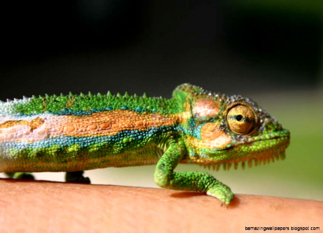 ABCs of Animal World Bizarre and Weird Reptiles in the World ABCs of Animal World Bizarre and Weird Reptiles in the World