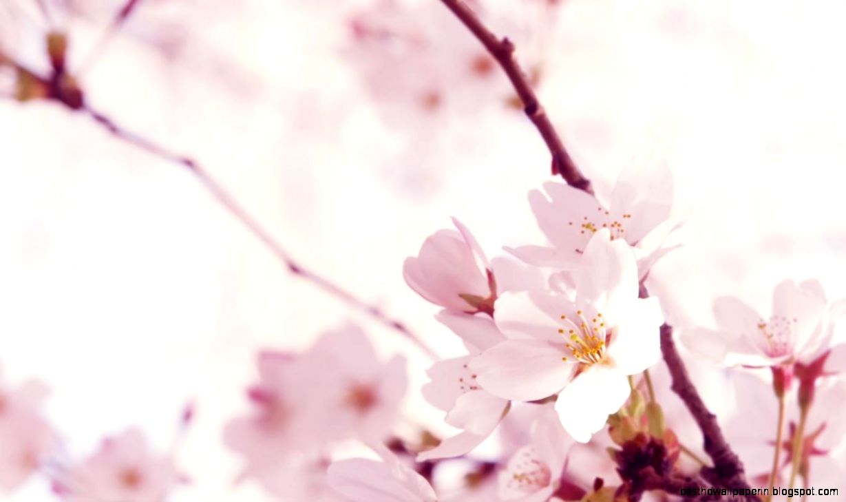 1920x1285px Pretty Flowers Browser Themes Desktop Image 1920x1285px Pretty Flowers Browser Themes Desktop Image