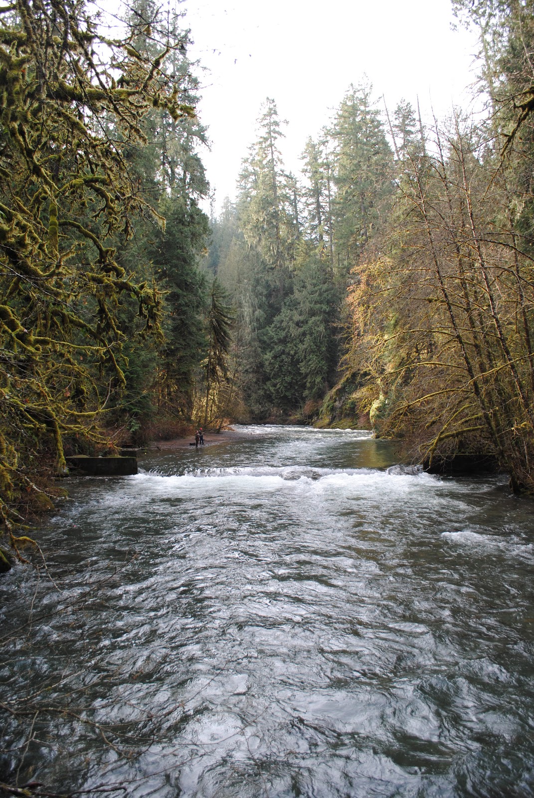 Black Watch Sasquatch Eagle Fern Park Estacada, Oregon