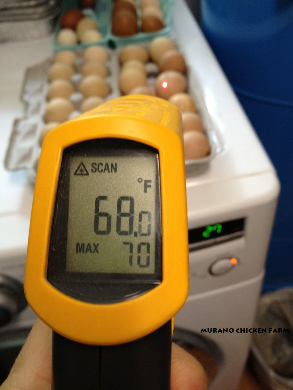 Murano Chicken Farm What temp are your eggs kept at?