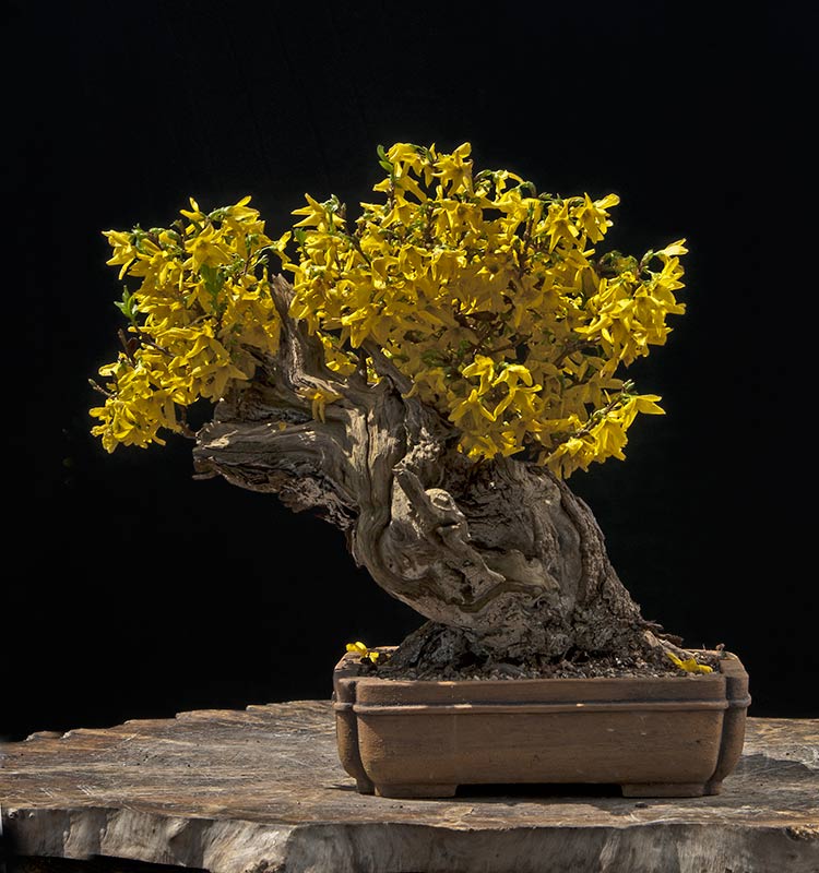 Bonsai Tree 22 Excellent Japanese Boxwood Bonsai Inspirations