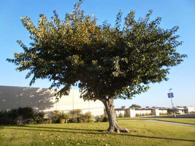 アメリカにずっと住む つもり わりとよく見かけるマルベリー Mulberry の木 日本語名は桑