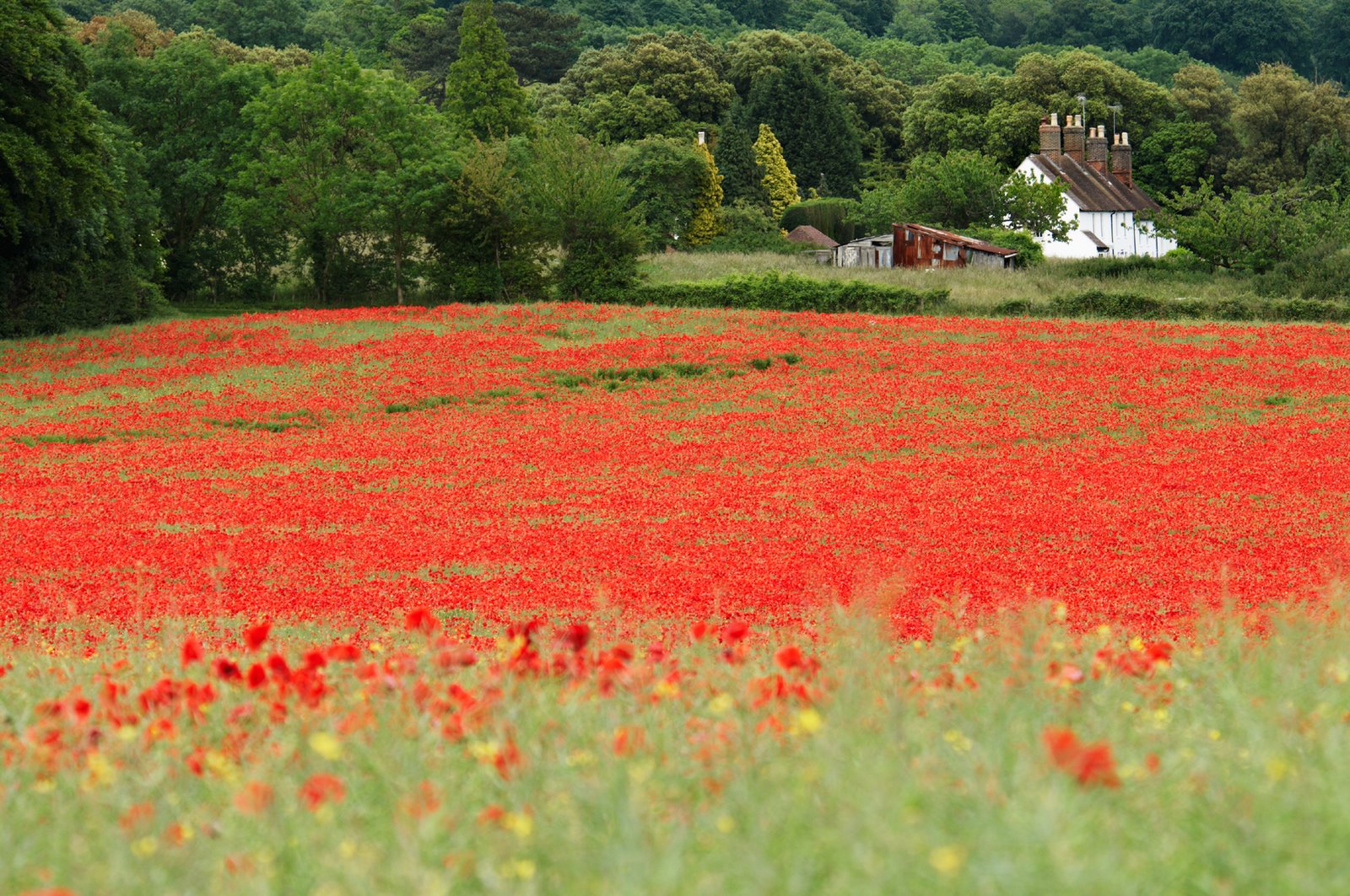 Poppy Field Remembrance
