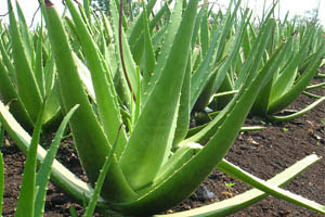 Manfaat Tumbuhan Lidah Buaya | raya health info