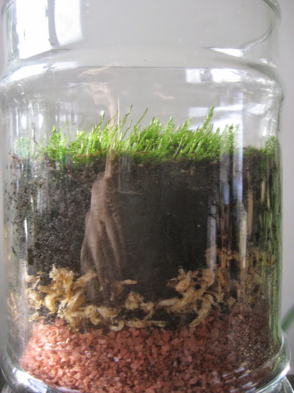 Chuck Does Art DIY Enclosed Jar Moss Terrarium