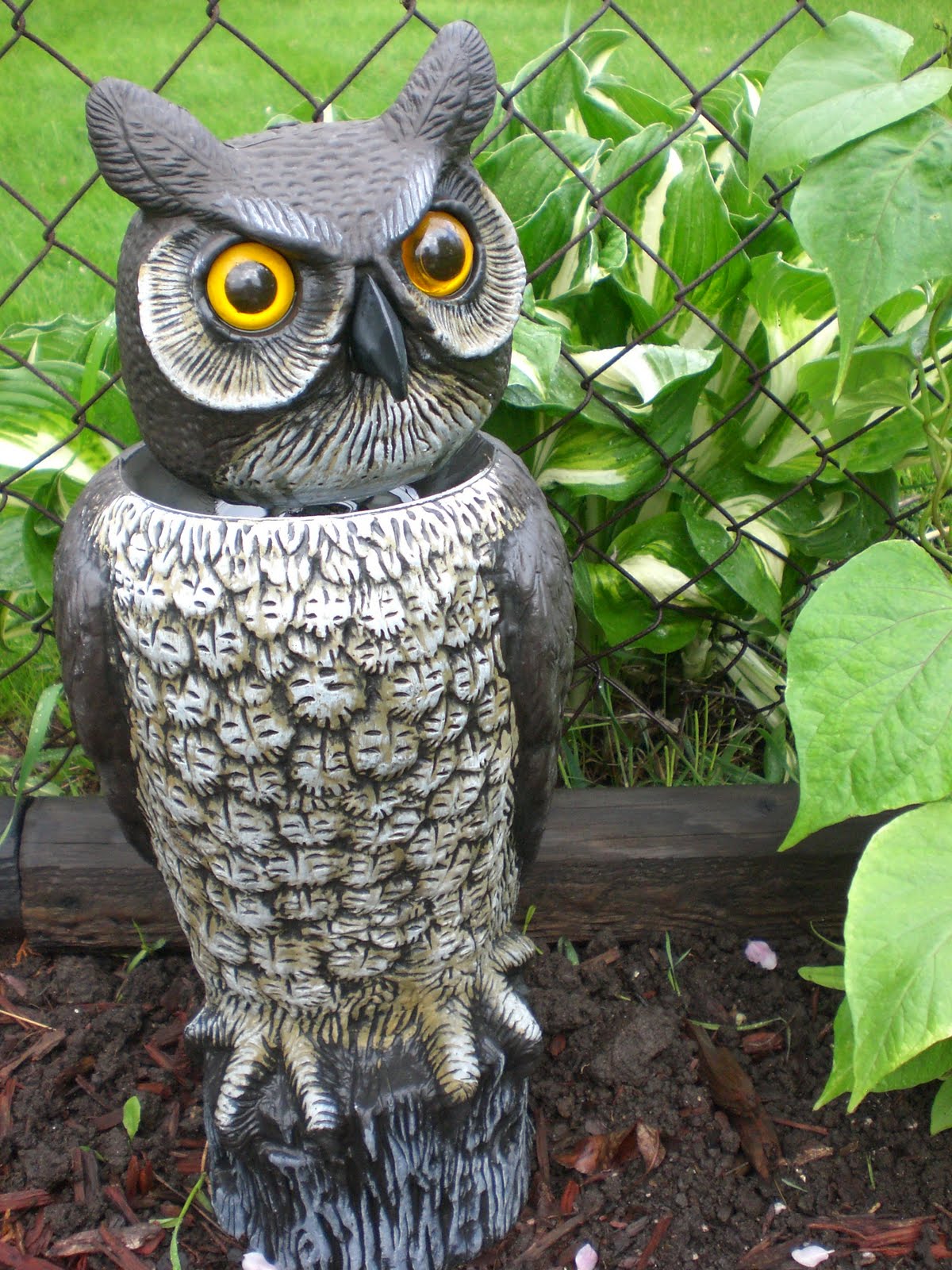 Ranger 911: Morning Glory: Man vs. Beast