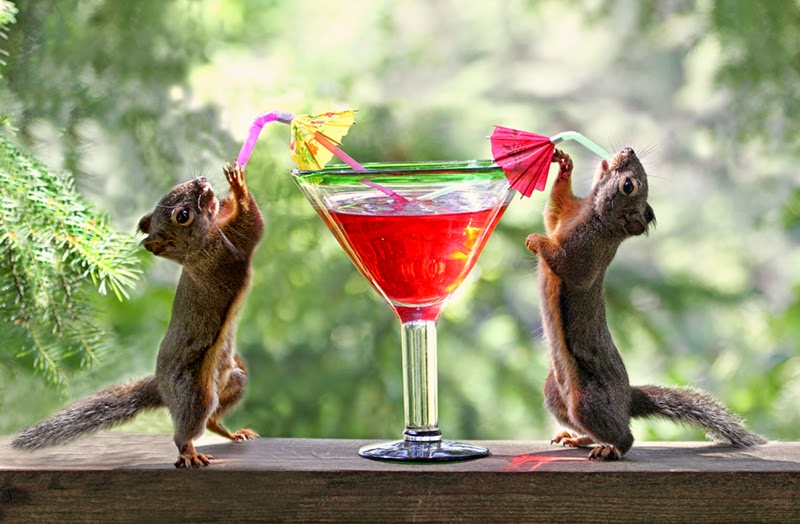 Squirrels at Happy Hour squirrels, cocktails, happy hour