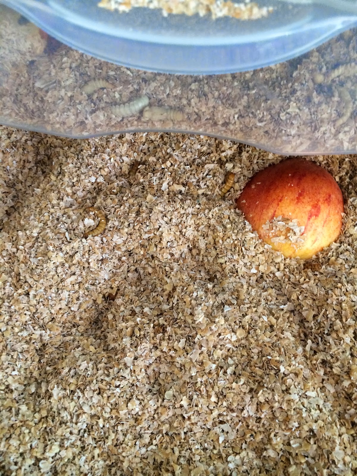 Miss Stetson's Classroom Mealworm Habitat for FOSS Science Kit