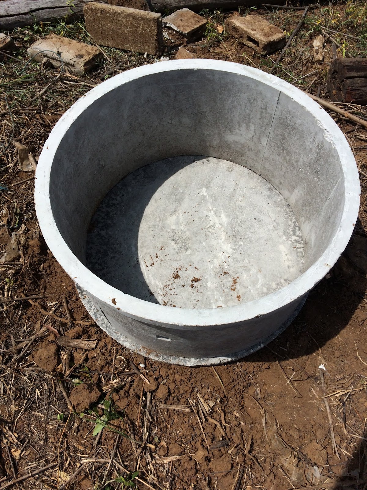 My Green Collections Lime Grow In Pot Cement