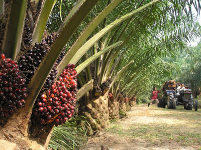 Palm Oil industry <b>in Malaysia</b>. Is it sustainable ?