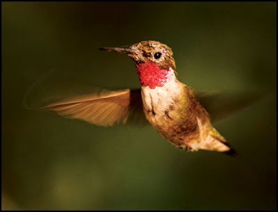 hummingbird throated ruby keeping head game