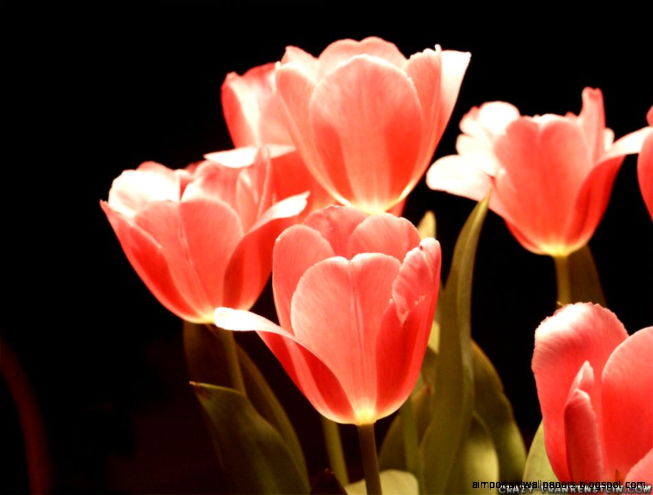 Tulips Flower wallpapers Crazy Frankenstein Tulips Flower wallpapers Crazy Frankenstein