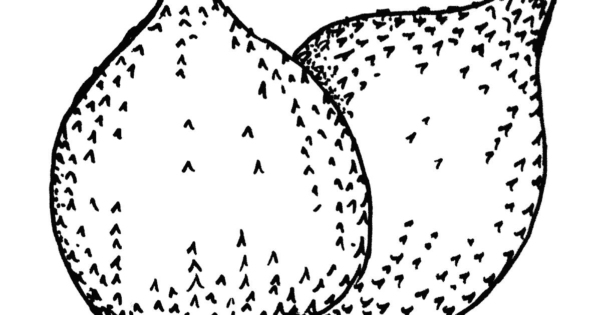 gambar mewarnai buah salak 