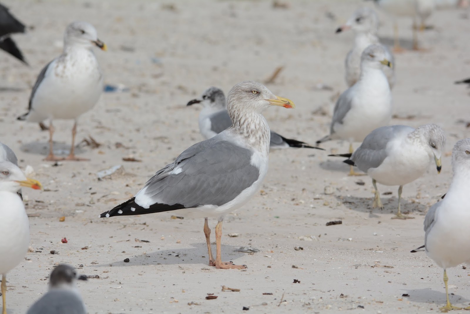 Anything Larus Appledore Gulls Herring x Lesser Blackbacked Hybrids