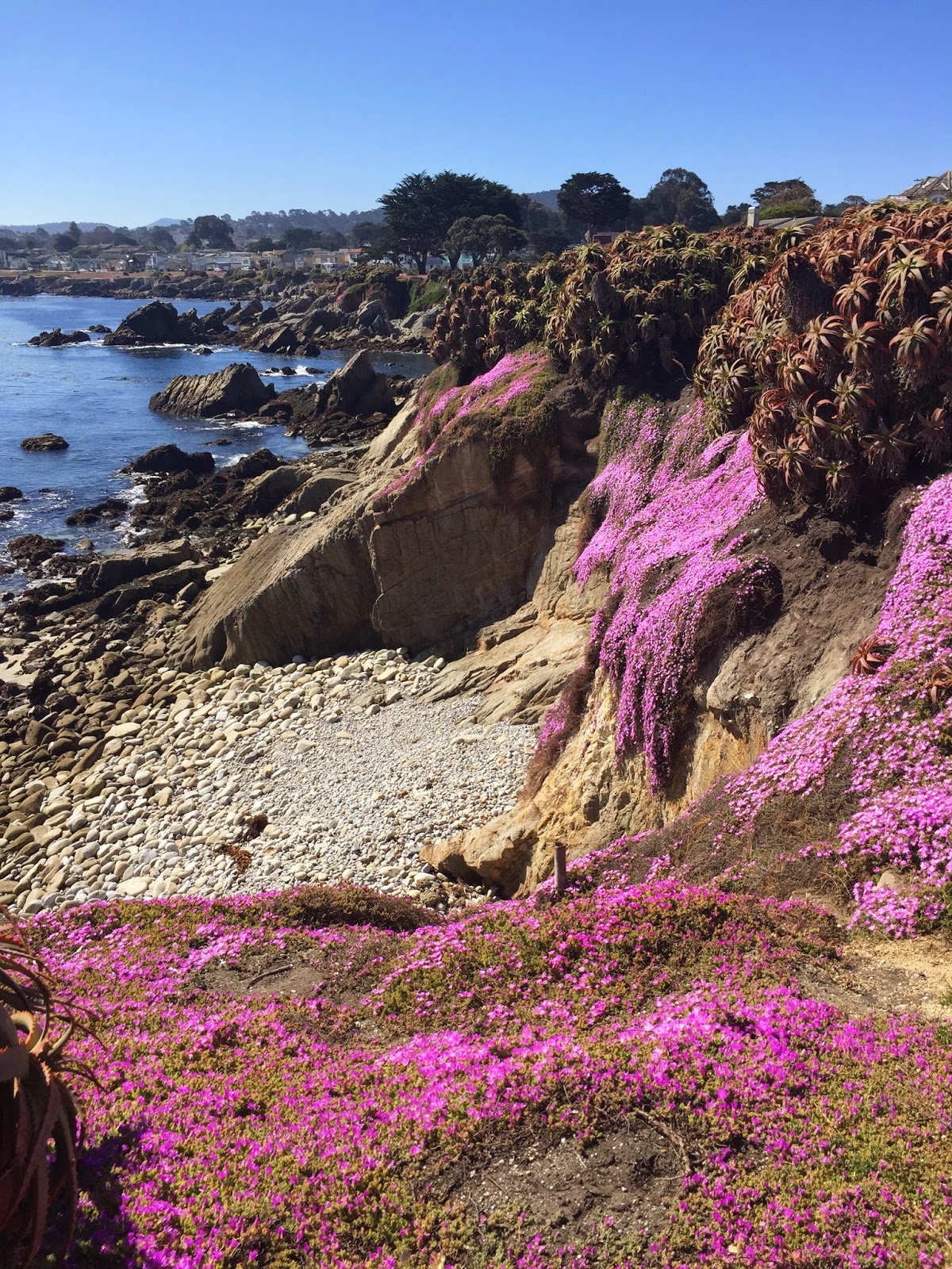 Travel M Girl Pacific Grove in Bloom