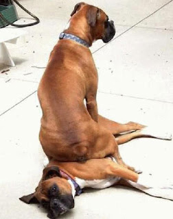 Cão utiliza outro cão como assento